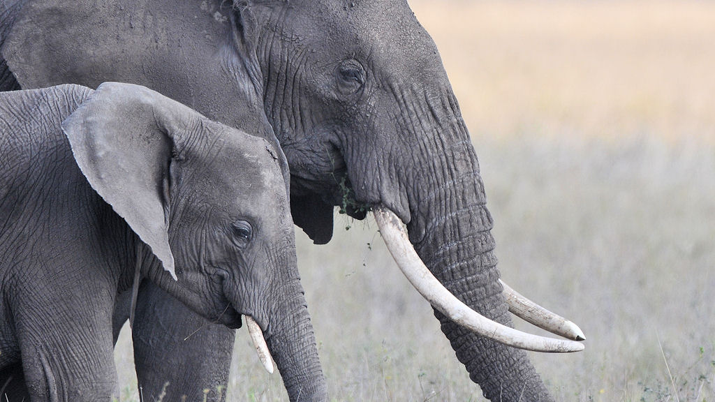 Elefant,
Serengeti, Masai Kopjes
4515