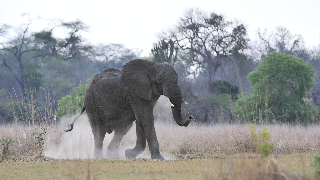 Elefant staubt herum auf der Camp Zufart,
Kafue
4480