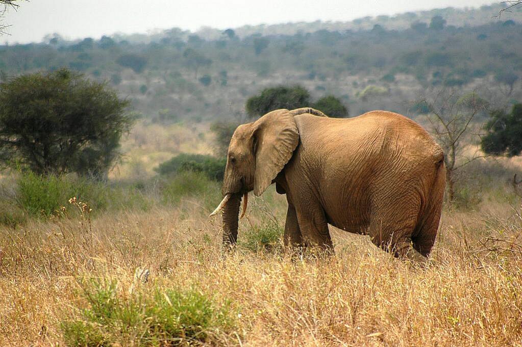 Elefant  Tsavo West