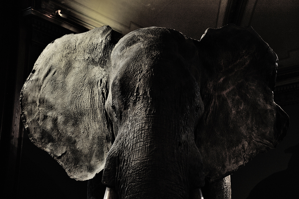 Elefant