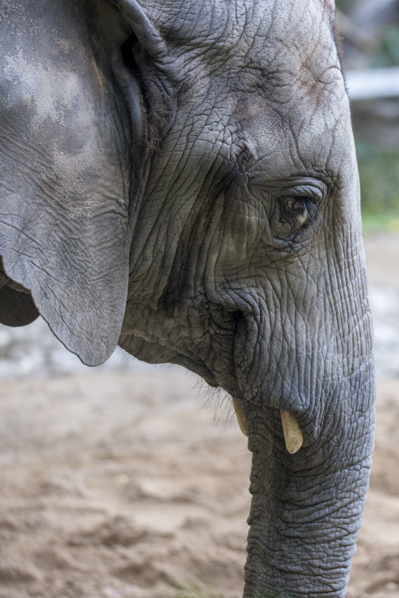 Elefant2.jpg