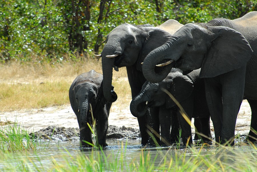 elefant2