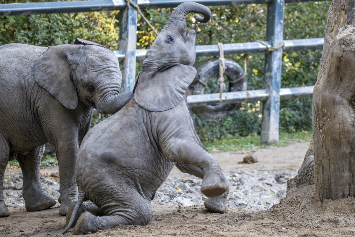 Elefant5.jpg