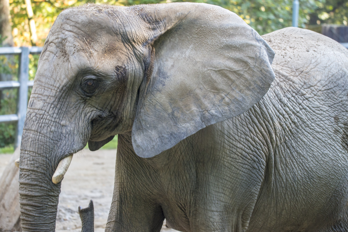 Elefant9.jpg