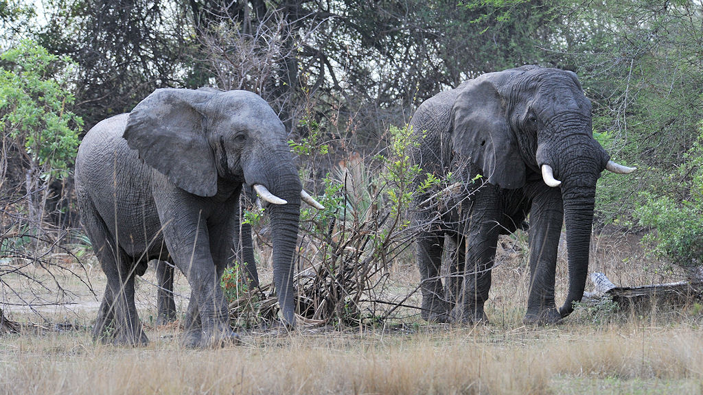 Elefanten am Musanza Camp
Kafue
4445
