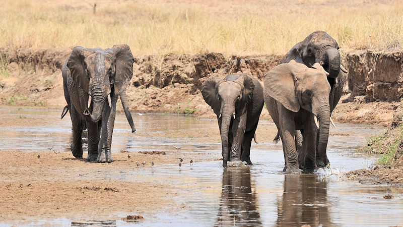 Elefanten im Tarangire River
8998