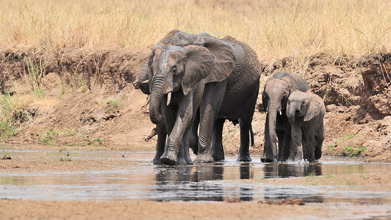 Elefanten planschen im Tarangire River 8984
