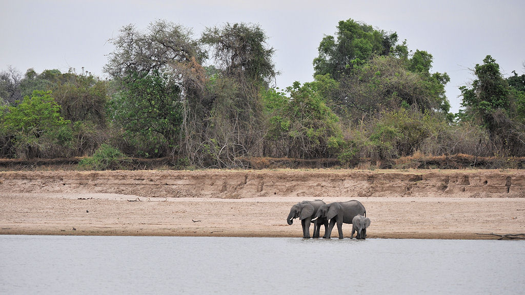 Elefanten trinken am Luangwa River
6276