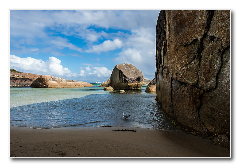 elephant beach