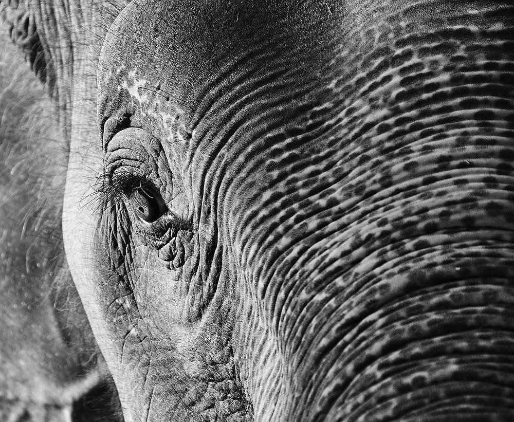 Elephant links beschnitten