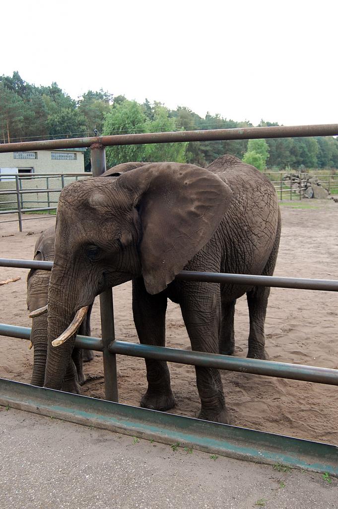 Elephanten sind echt imposant 1