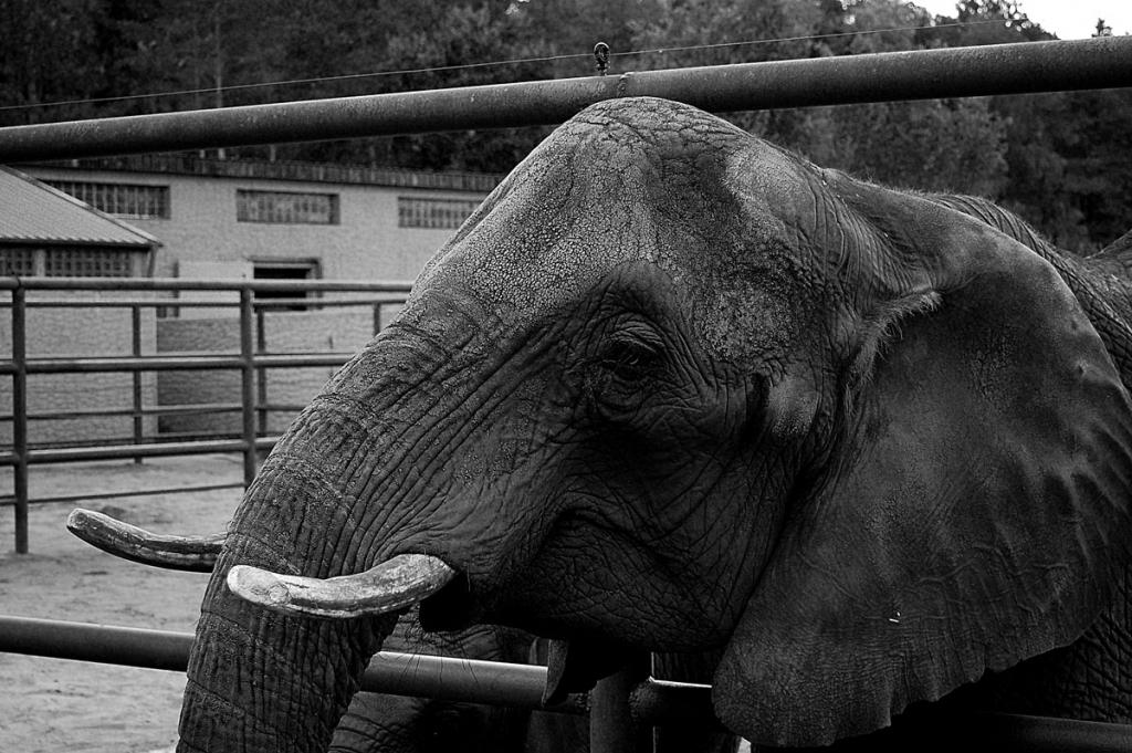 Elephanten sind echt imposant 2