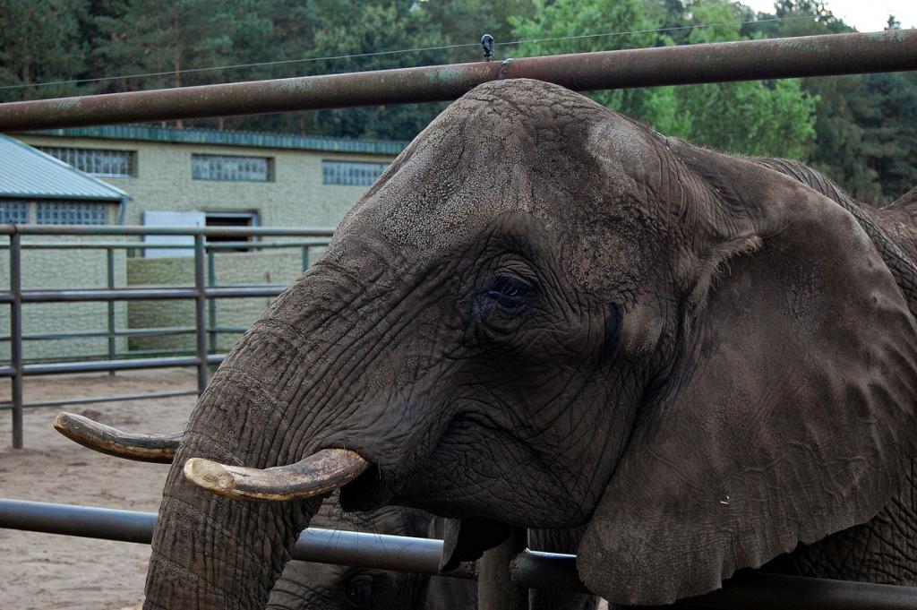 Elephanten sind echt imposant 3