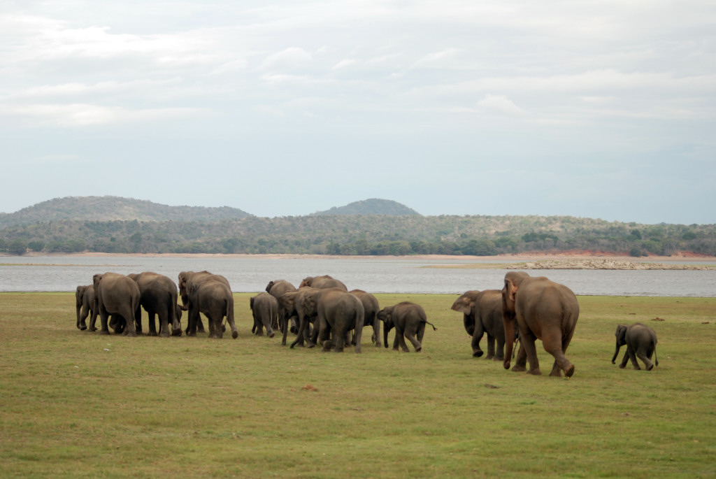 Elephants
