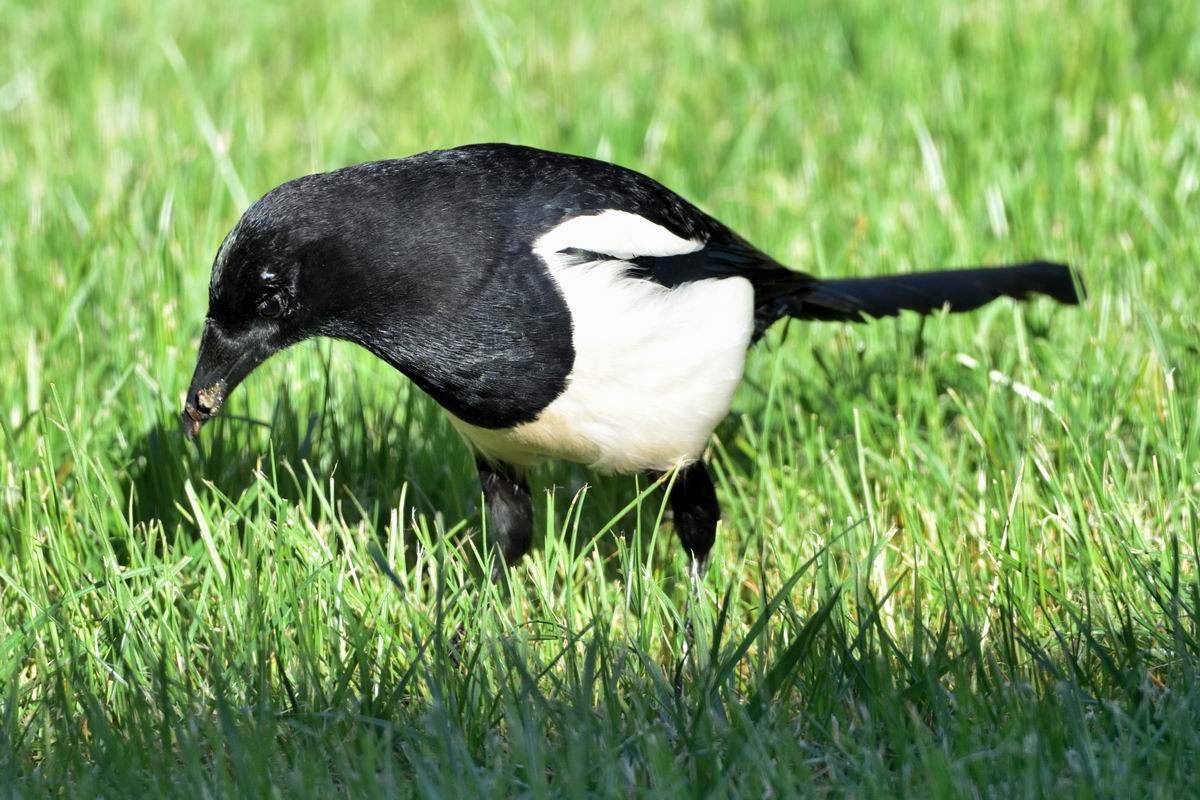 Elster 2