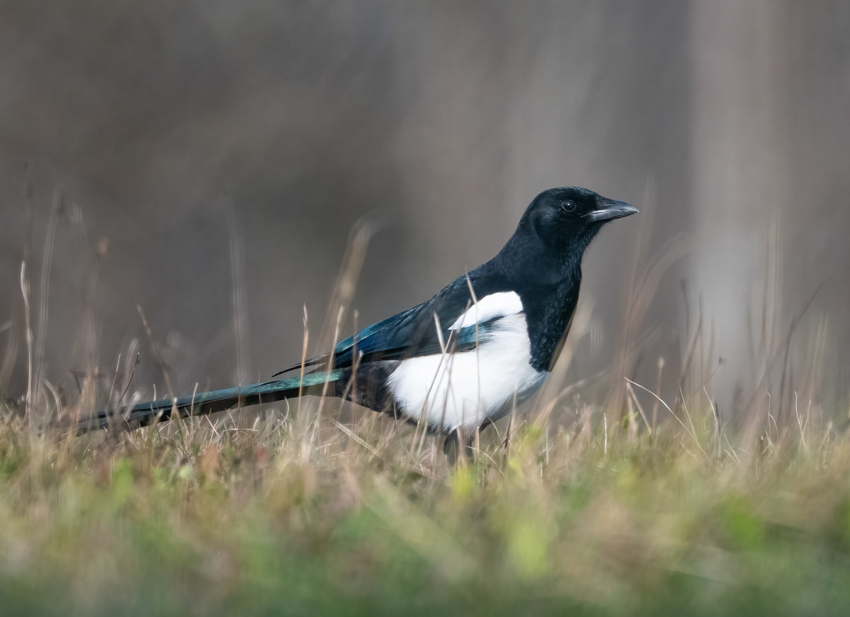 Elster im Gras.jpg