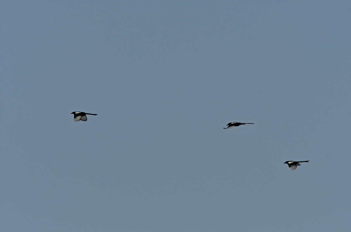 Elstern im Flug I.jpg