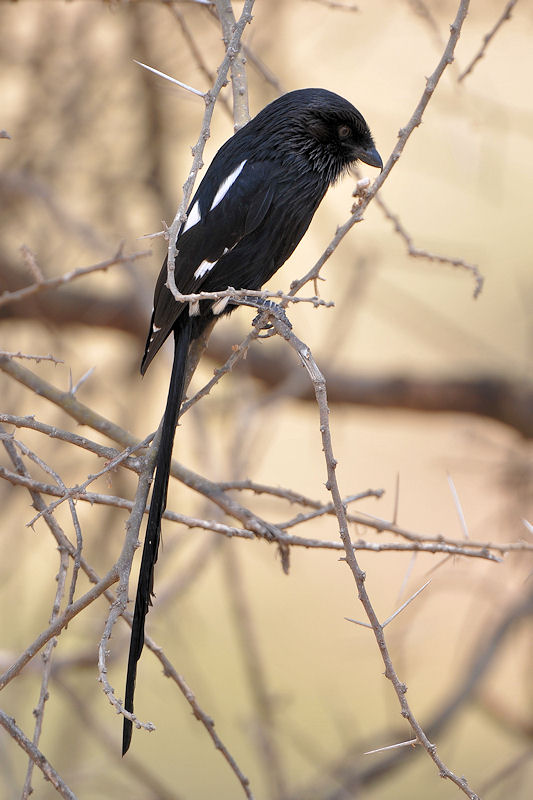 Elsterwürger
Magpied Shrike
1326