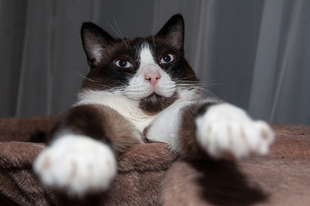 Elvis 02