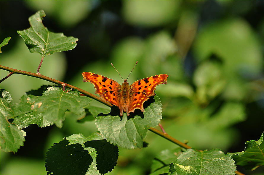 Ems 08   09 036