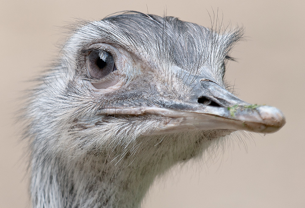 Emu 2