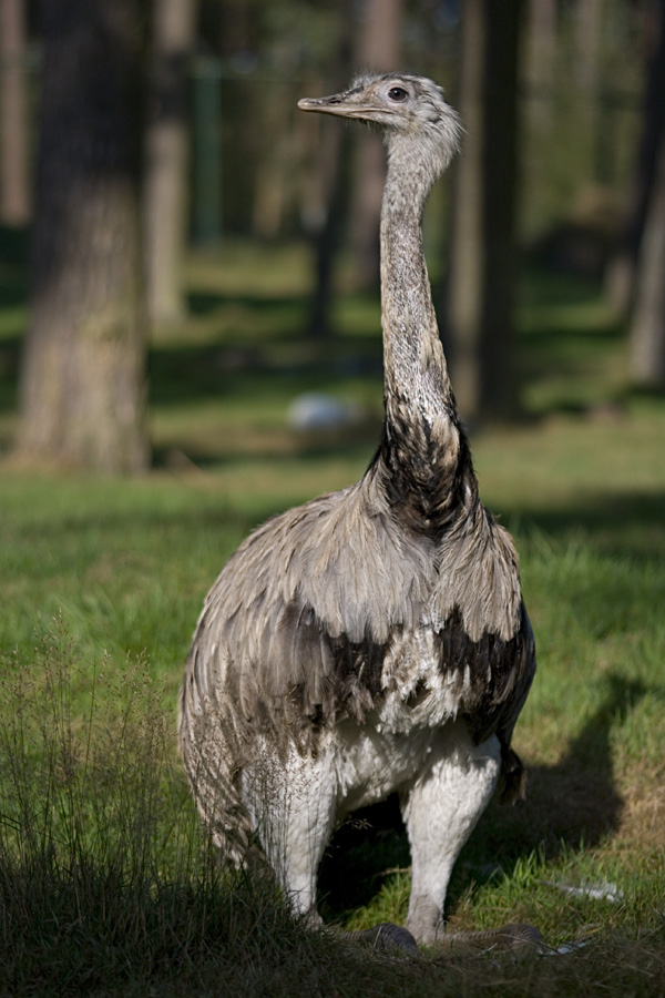 emu Haltern 09/09
