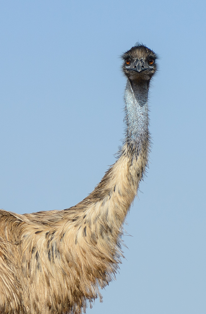 emu was willste