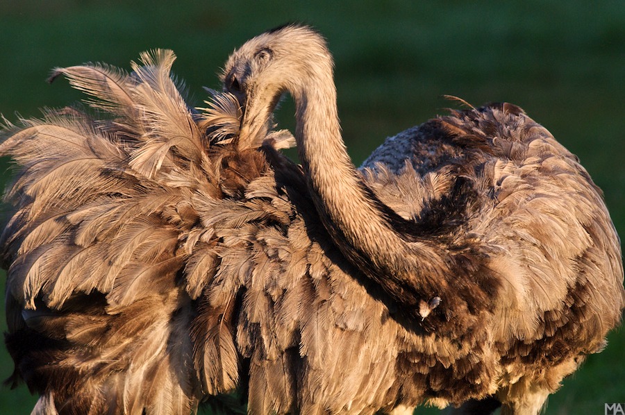 Emu www2