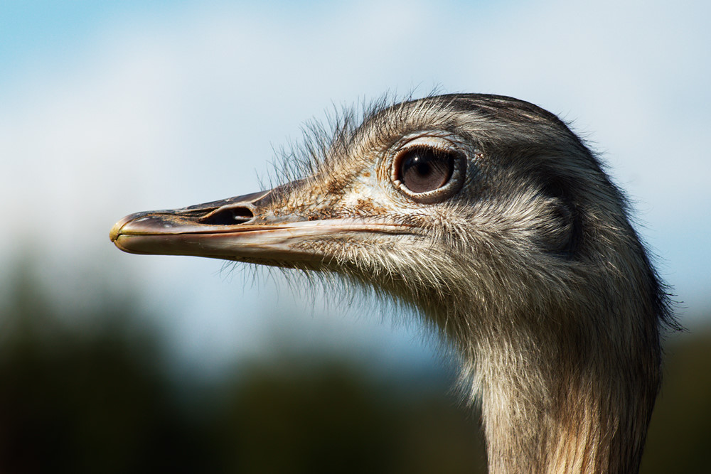 Emu