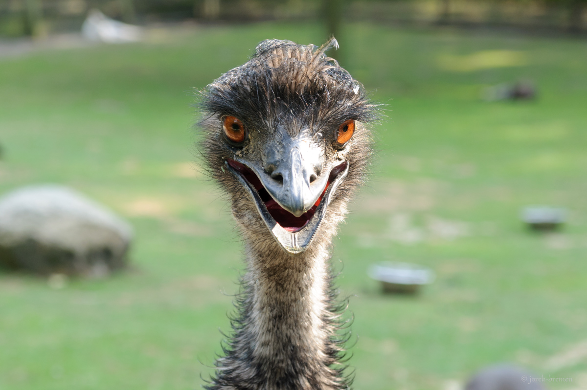 Emu