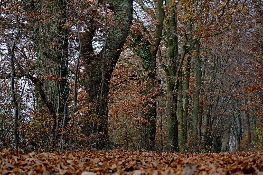Ende November