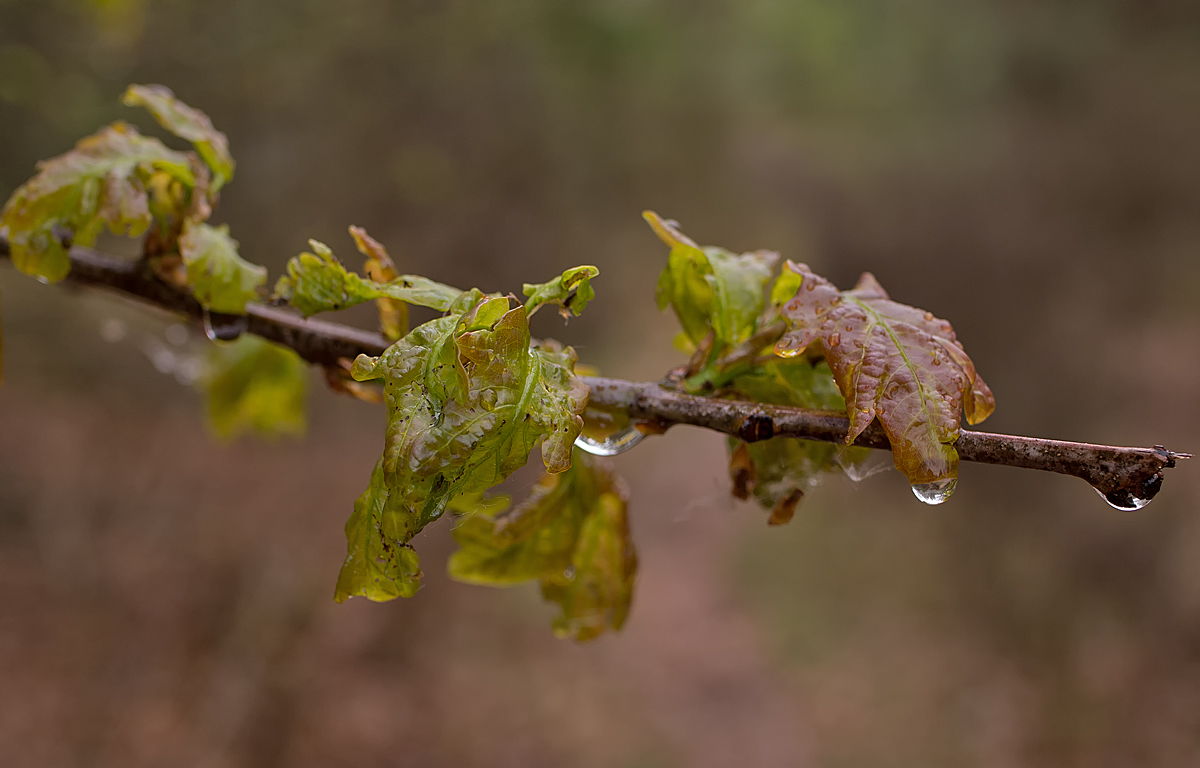 Endlich Regen.jpg