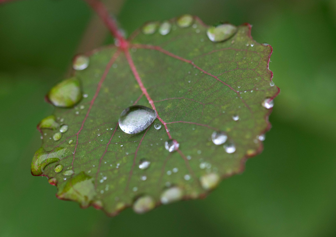 Endlich Regen.jpg