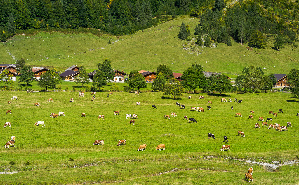 Engtal Kühe
