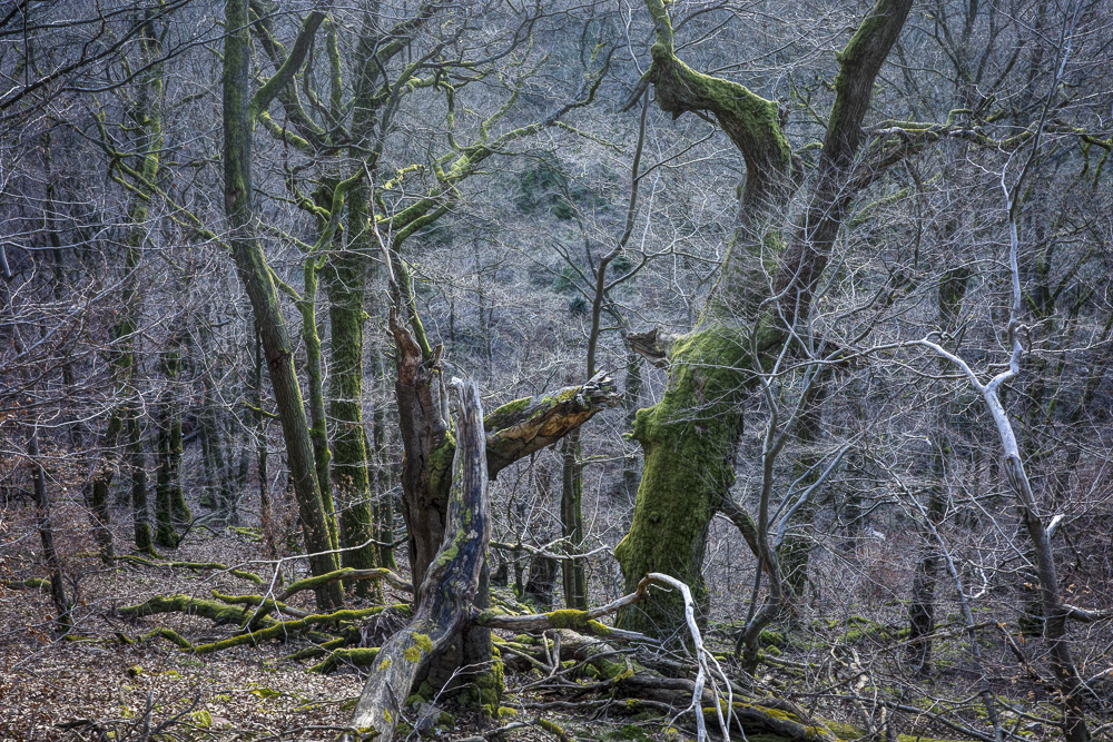 Ent-Endkampf