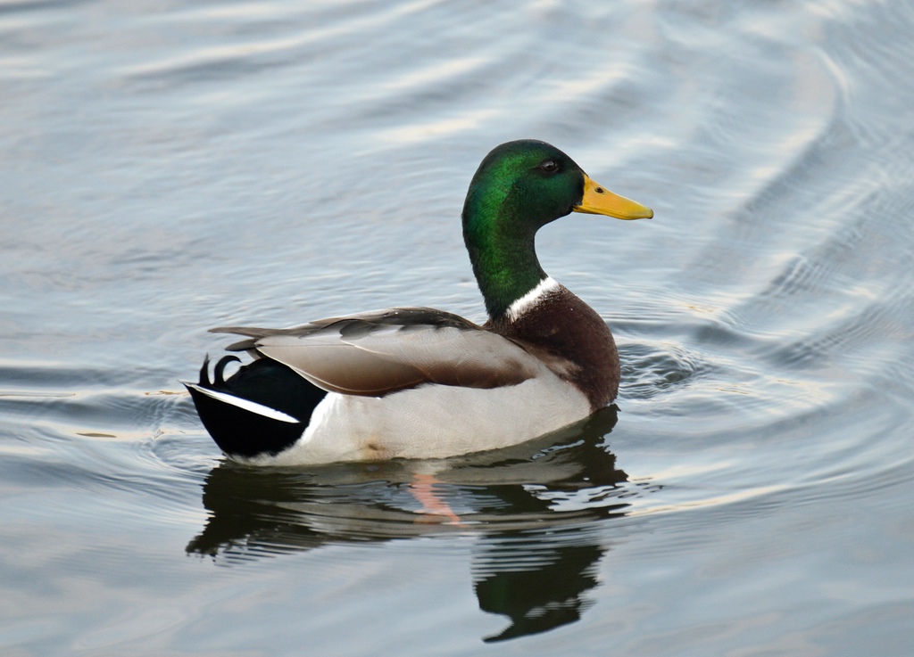 Ente 01
