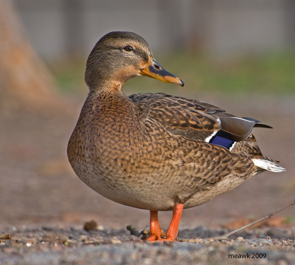 Ente 01