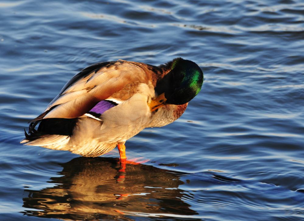 Ente 01