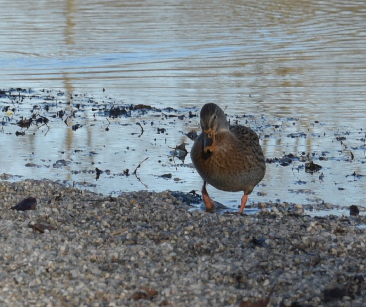 Ente 1.jpg