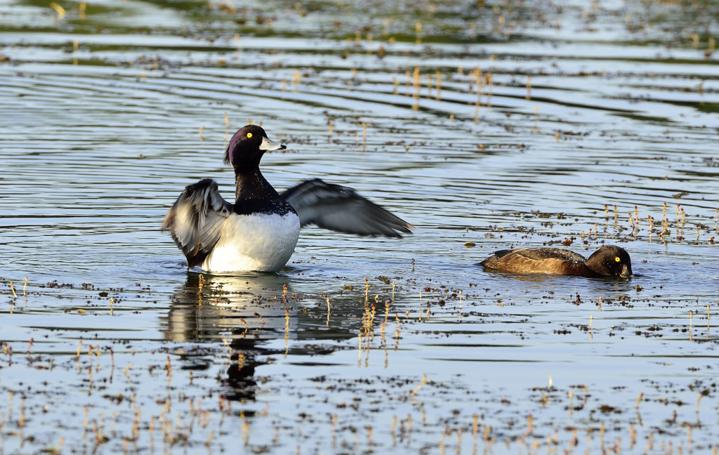 Ente 1 klein