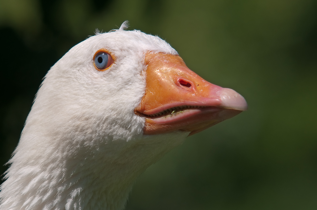 ente (1 von 1)