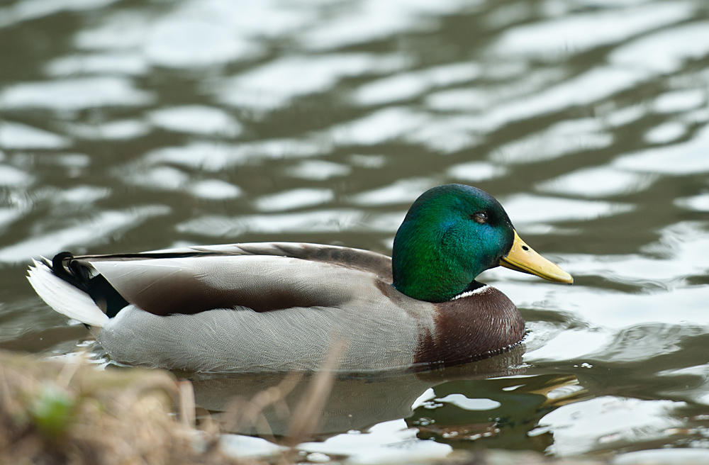 Ente 1