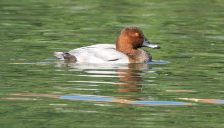 ente 1