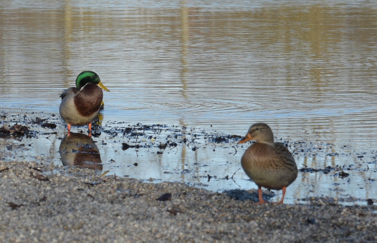 Ente 2.jpg