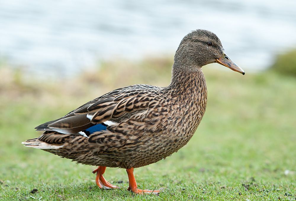 Ente 2