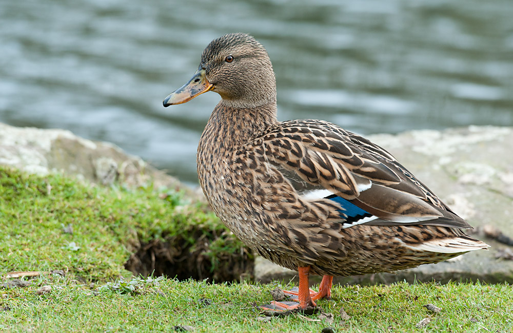 Ente 4