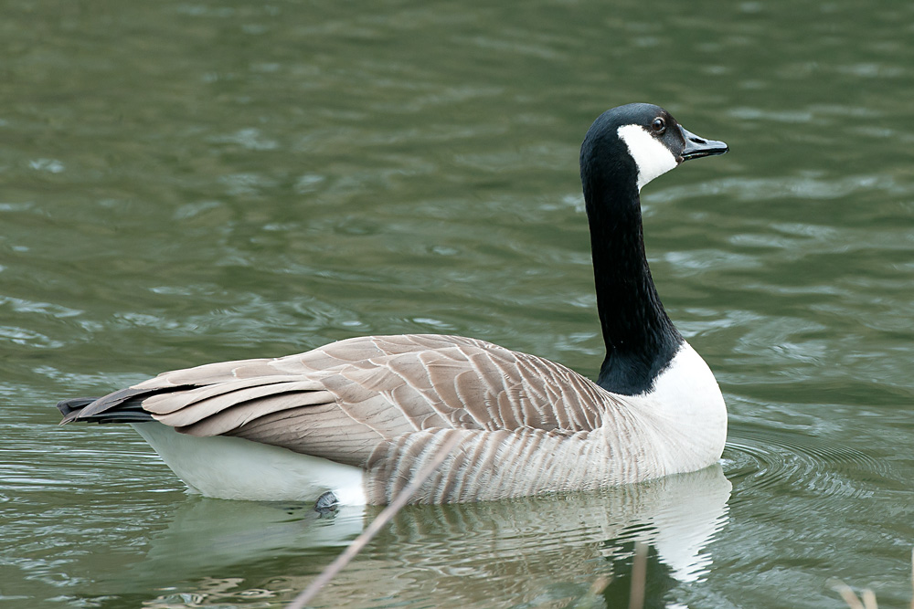 Ente 5