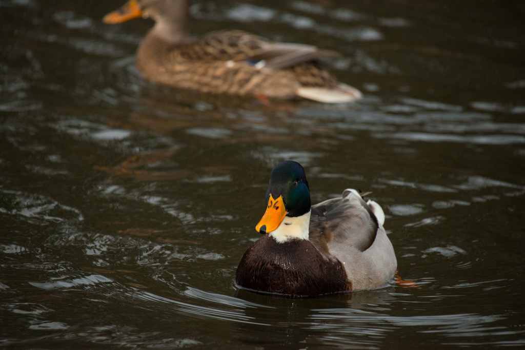 Ente blau ges