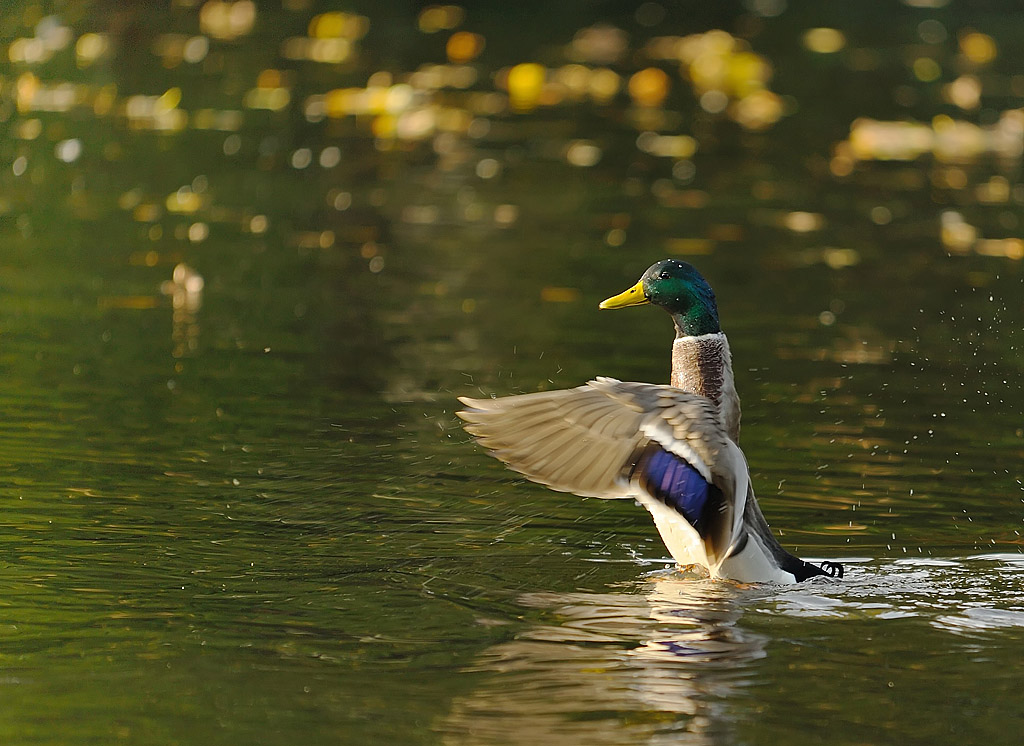 ente crop1k