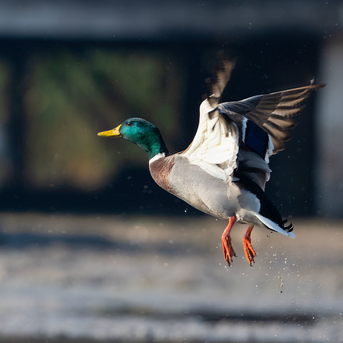Ente.jpg